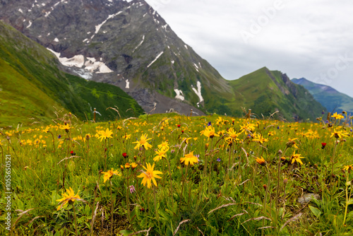 Flowers in blossom in spring and summer in the mountain valley of the Alps. Alpine meadow full of beautiful colorful blooming flowers and green grass with the mountain rocky peaks on the background