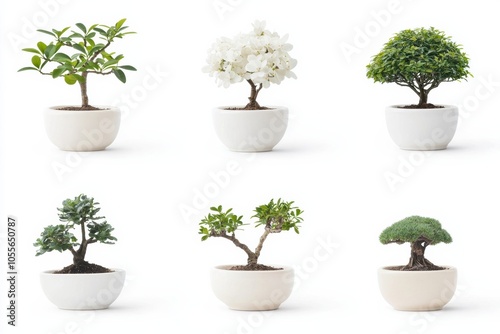 A collection of six minimalistic bonsai plants in white pots, showcasing diverse shapes and foliage for a serene, elegant aesthetic.