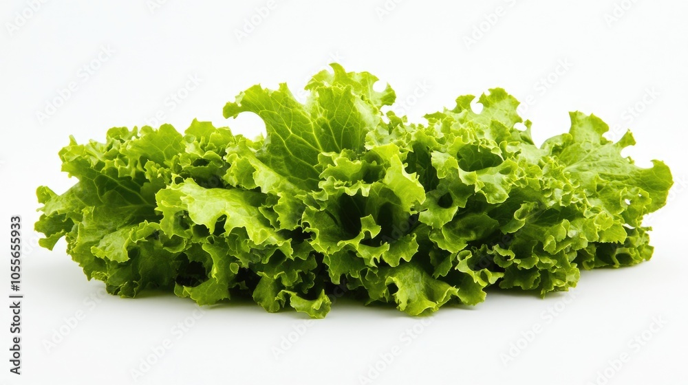 Fresh green oak leaf lettuce on a white background Fresh green oak leaf lettuce on a white background