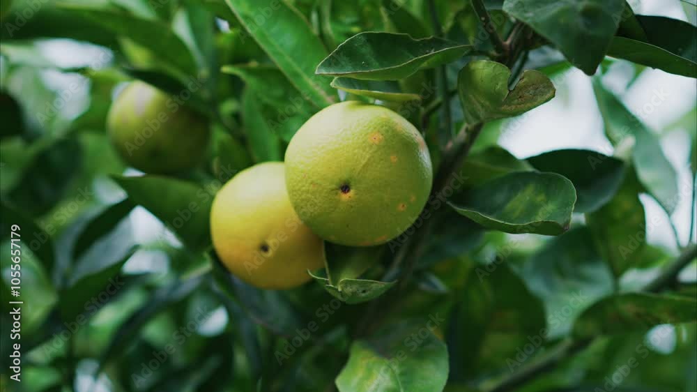 Close up of green oranges ripening on the tree Close up of green oranges ripening on the tree