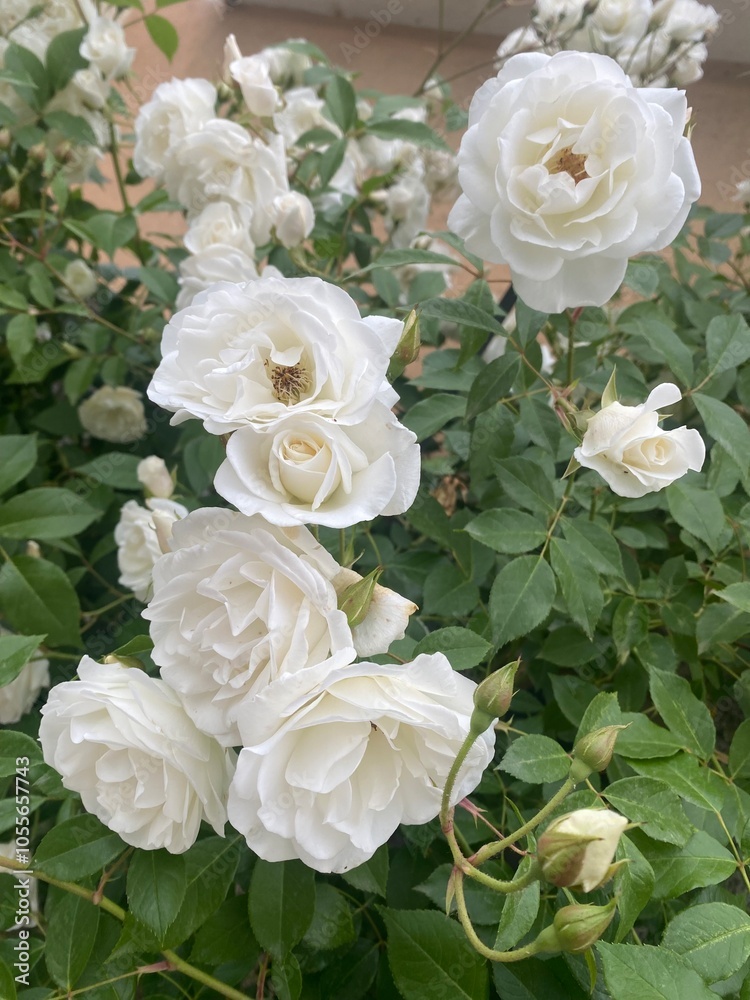 bouquet of roses bouquet of roses