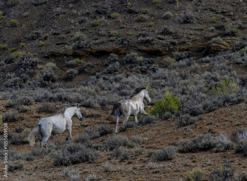 Wild Mustangs