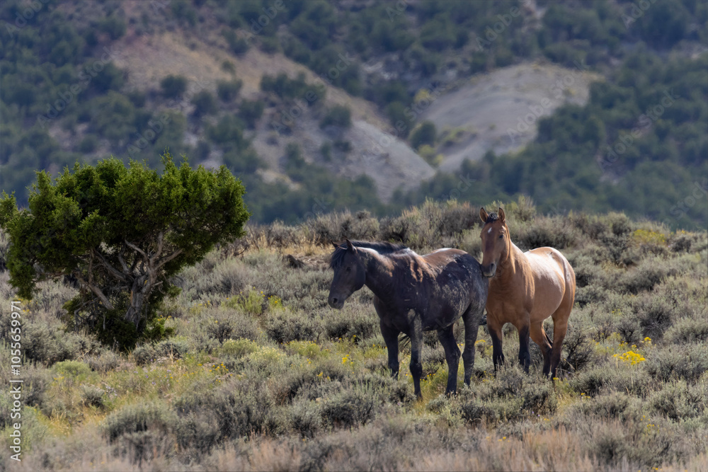 Wild Mustangs Wild Mustangs