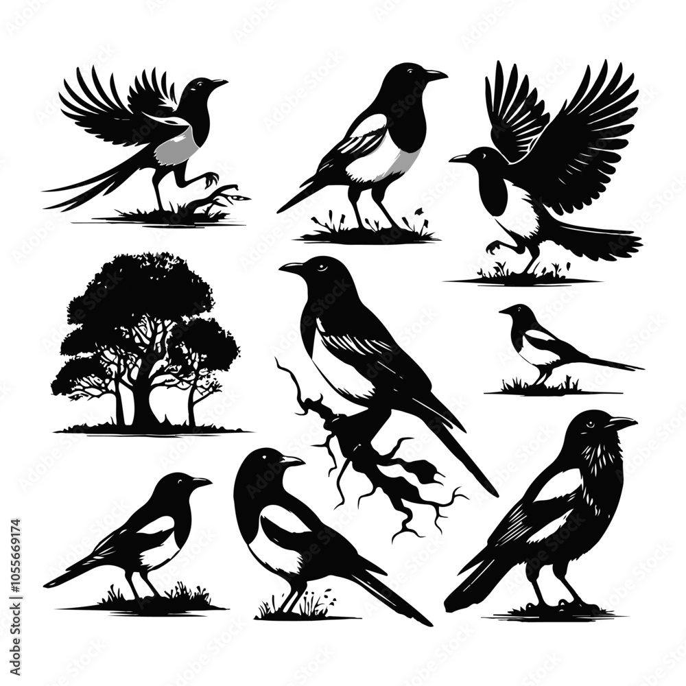 Magpie Robin Vector Silhouette With white background Magpie Robin Vector Silhouette With white background
