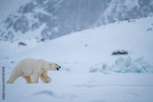 Polarbear
