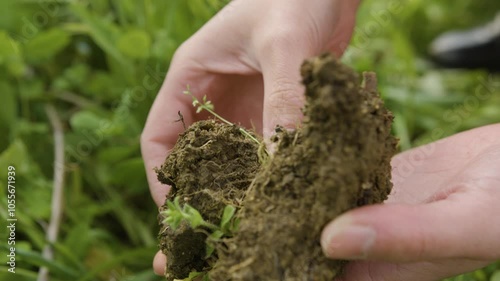 Women's hands examine clods of fertile soil from a permaculture garden, in France