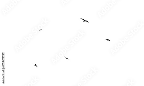 Black Flying birds silhouette And Illustration. 