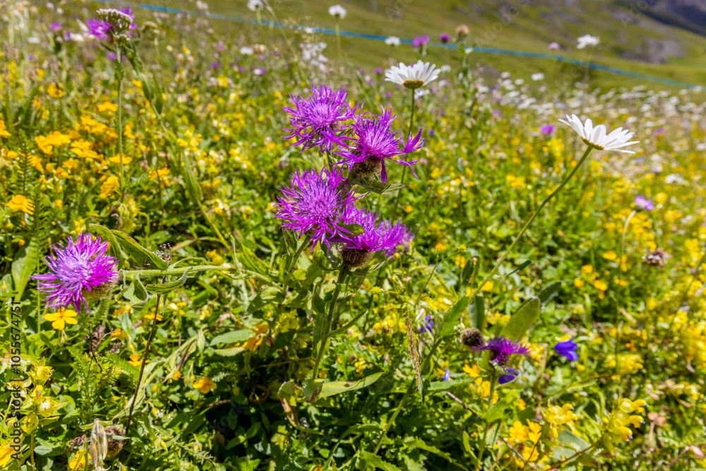 Obraz premium Flowers in blossom in spring and summer in the mountain valley of the Alps. Alpine meadow full of beautiful colorful blooming flowers and green grass with the mountain rocky peaks on the background