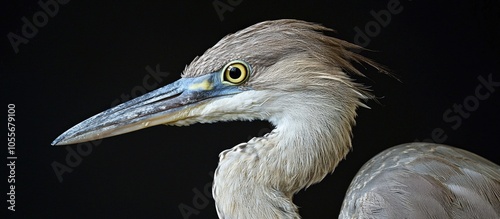 Portrait Of A Beautiful Whistling Heron Syrigma Sibilatrix Specimen In Captivity photo