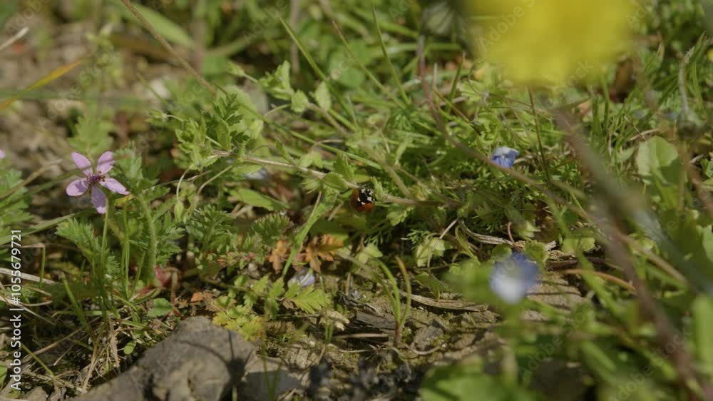 Macro shot of a ladybug in a green, flowery garden, France Macro shot of a ladybug in a green, flowery garden, France