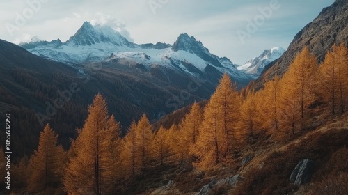 Autumn landscape featuring brown larch trees and snow capped mountains captured in high resolution photography and high definition quality