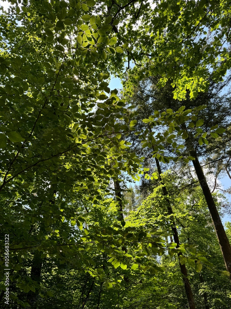 forest in the morning forest in the morning