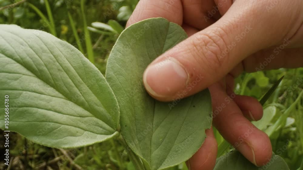 Hand gently touching a soft green leaf in a field in the countryside, France Hand gently touching a soft green leaf in a field in the countryside, France