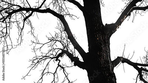 tree, nature, branch, silhouette, vector, plant, illustration, leaf, spring, wood, black, forest, design, art, season, drawing, autumn, trunk, flower, 