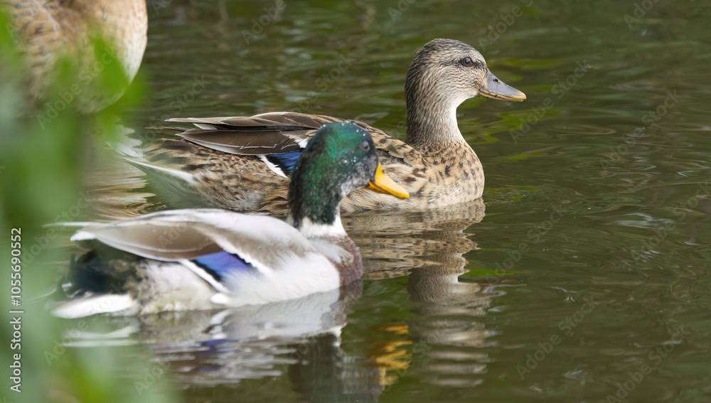 ducks swimming on the lake, mallard ducks in the pond, male mallard and female duck ducks swimming on the lake, mallard ducks in the pond, male mallard and female duck