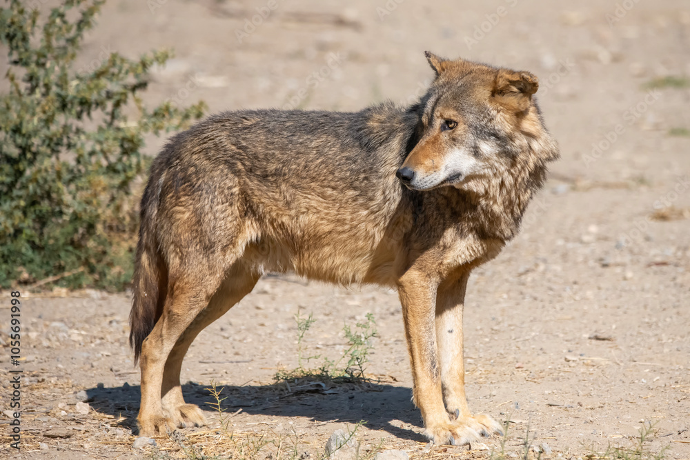 Fototapeta premium wolf in the wild