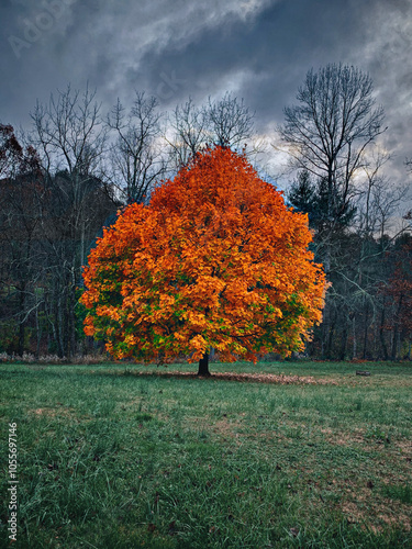 autumn in the park