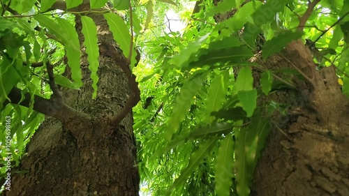 Big tree shot from below showing its bark and green leaves. View of a tree from below. 4k footage