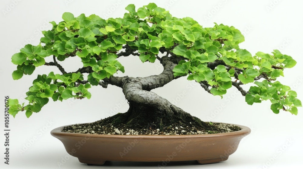 Elegant Bonsai Tree with Lush Green Foliage Elegant Bonsai Tree with Lush Green Foliage