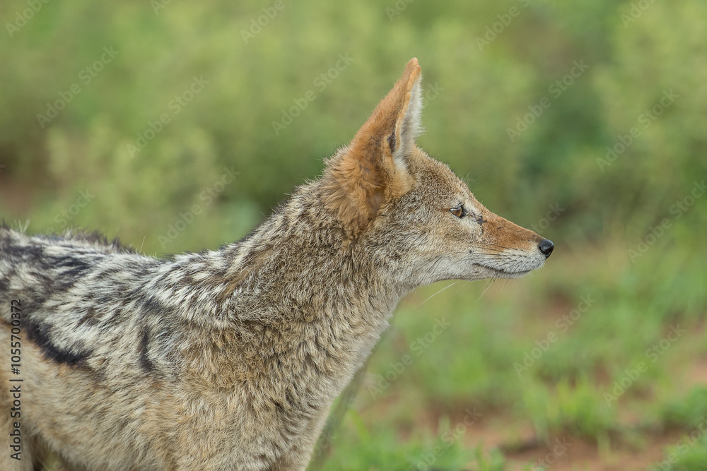 Black backed jackal in the bush Black backed jackal in the bush