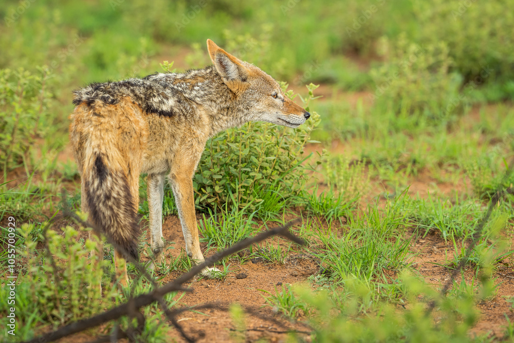 Fototapeta premium Black backed jackal in the bush
