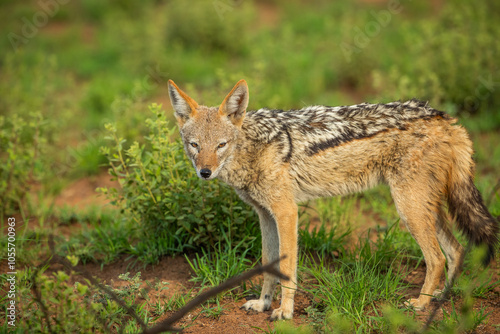 Black backed jackal in the bush