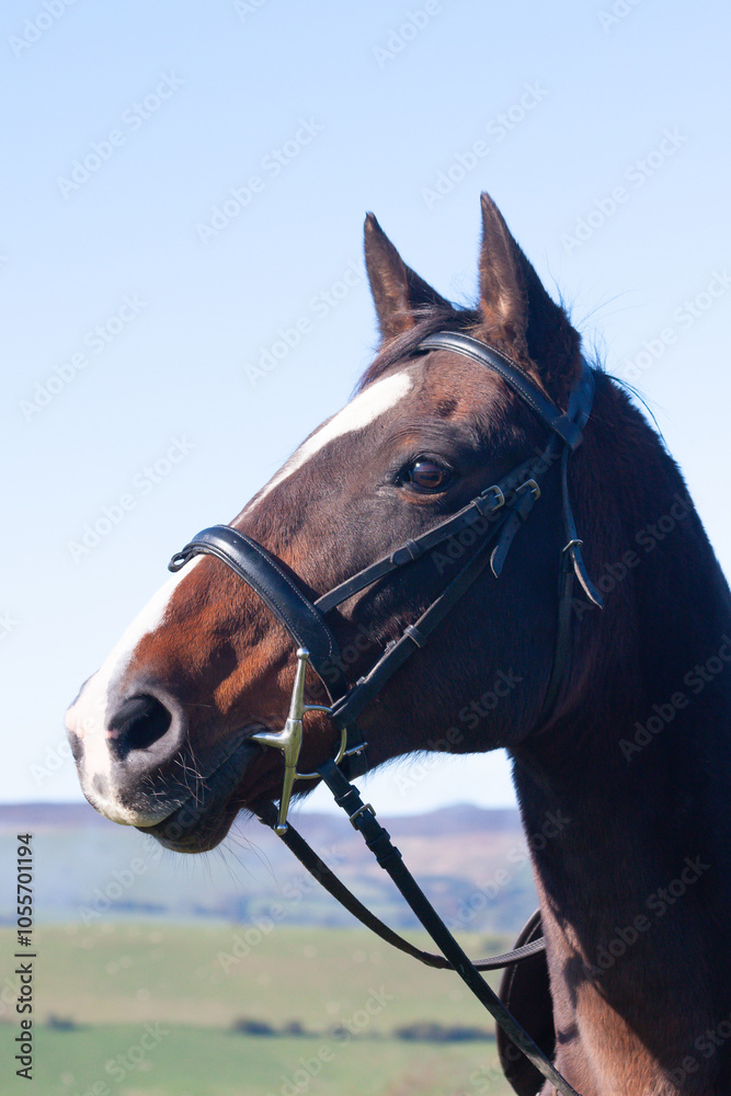 Obraz premium Close up head shot of beautiful by horse with ears forward and alert face as she waits to be ridden in the English countryside.