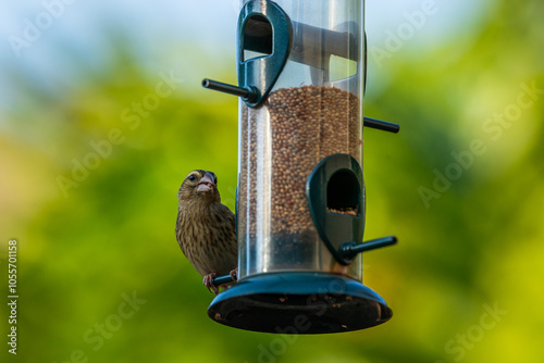 Female southern masked weaver at a bird feeder photo