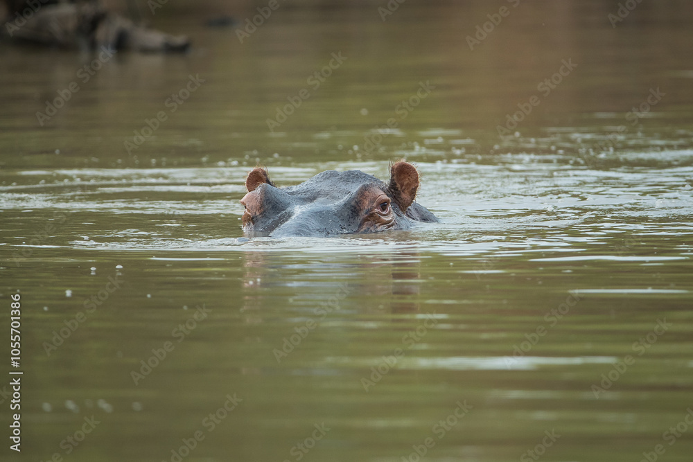 Fototapeta premium A hippopotamus puts it head above water surface