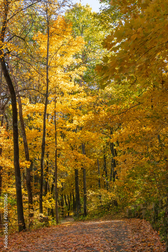Fototapeta Naklejka Na Ścianę i Meble -  Gold and yellow fall leaves on a trail 3