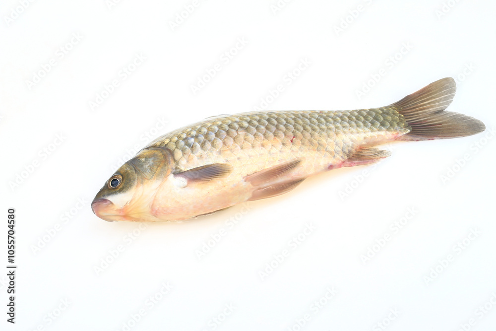 A crucian carp isolated on a white background A crucian carp isolated on a white background