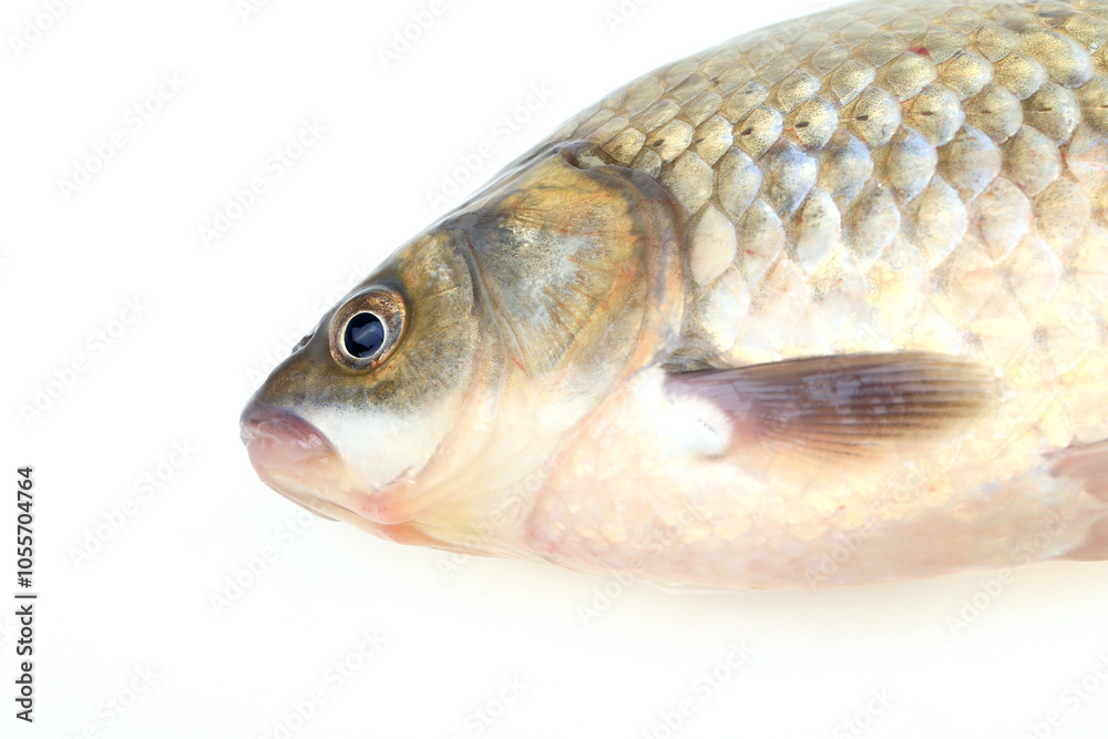 A crucian carp isolated on a white background A crucian carp isolated on a white background