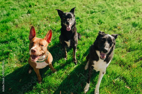 Three happy dogs sit on a sunny green lawn during a morning playtime at the park enjoying the fresh air and each other's company