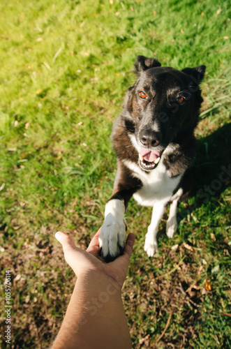 Photography A joyful black and white dog offers its paw to a person on a sunny day in a gree