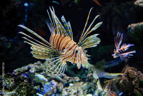 Lion Fish on the prowl