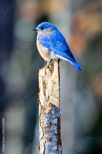 Photography Eastern Bluebird perched on a stump