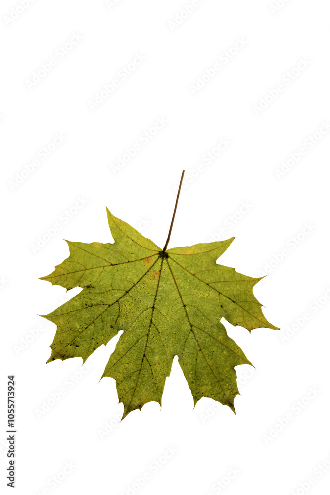 autumn maple leaf autumn maple leaf