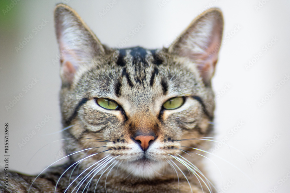 Look like a cat Look like a cat