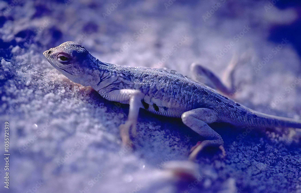 Naklejka premium Vibrant Electric Blue Gecko in Macro Photography