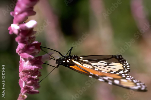 Colorful Butterfly on Vibrant Flower Petals in a Garden Setting photo