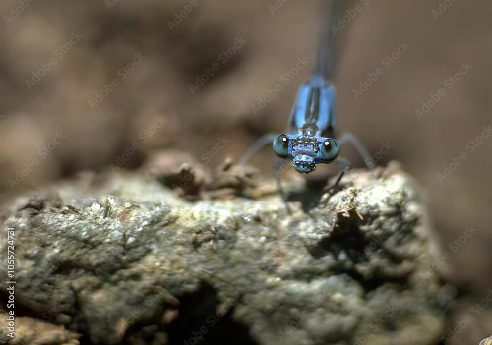 Electric Blue Insect Close-Up in Soil Environment Electric Blue Insect Close-Up in Soil Environment