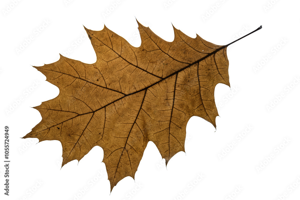 Naklejka premium autumn maple leaf
