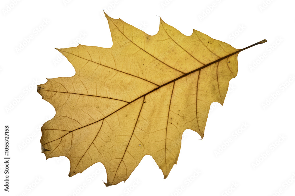 Fototapeta premium autumn maple leaf