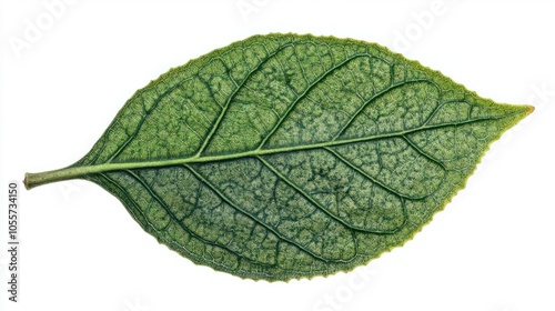 Green tea leaf with EGCG structure, symbolizing health and antioxidant properties, isolated on white photo