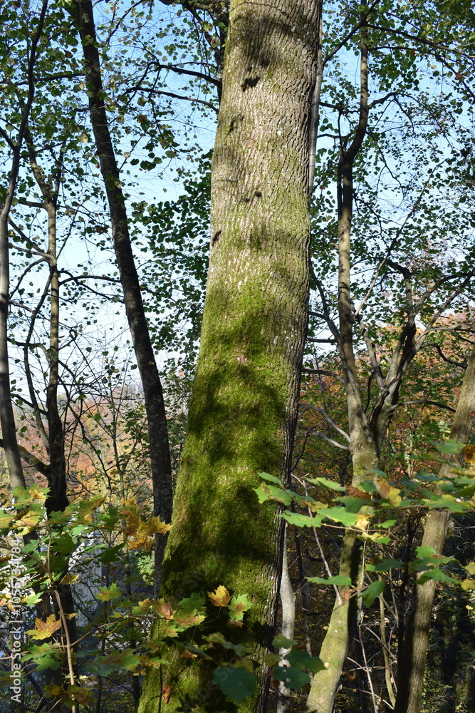 Fototapeta premium Landschaften und schöne Waldbilder für Naturliebhaber 