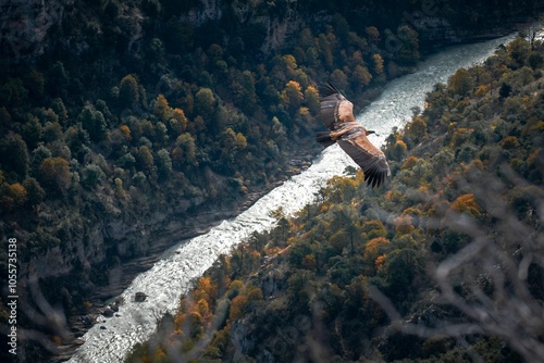 Vulture soaring over autumn forest and river. photo