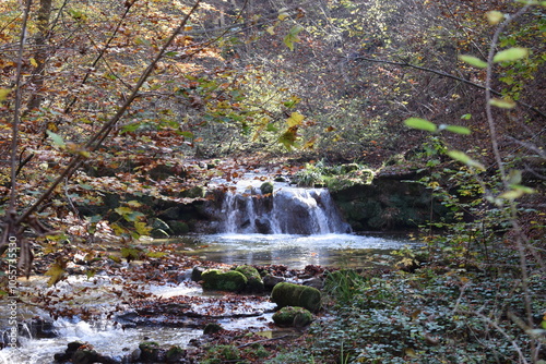 Landschaften und schöne Waldbilder für Naturliebhaber  photo