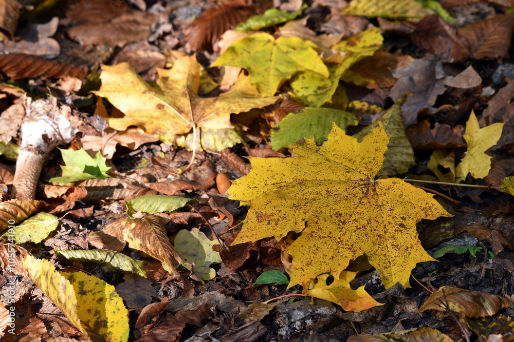 maple foliage. Close up of bright yellow maple leaves on fall tree branches with blurred natural background in autumn park or the forest. selective focus. sunny autumn day. seasonal leaf fall maple foliage. Close up of bright yellow maple leaves on fall tree branches with blurred natural background in autumn park or the forest. selective focus. sunny autumn day. seasonal leaf fall