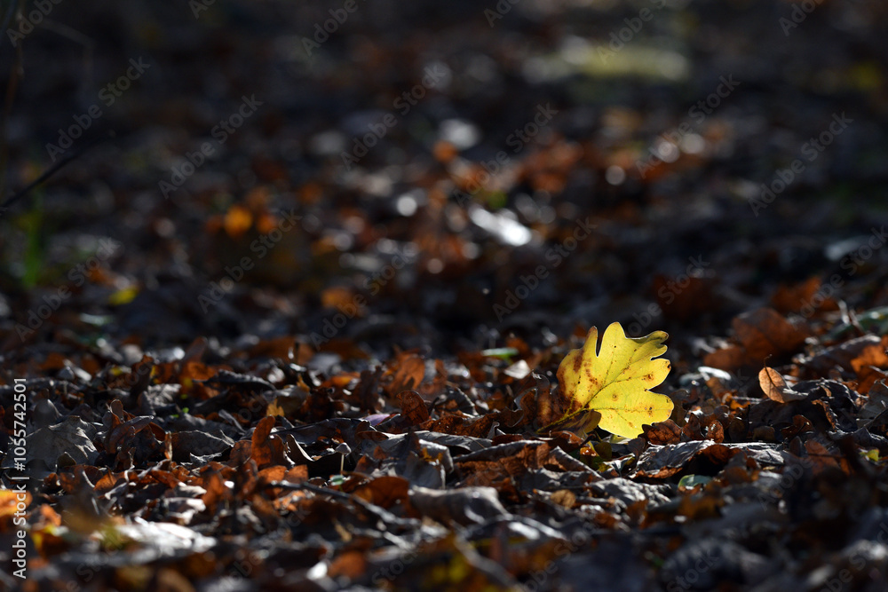 oak foliage. Close up of bright yellow oak leaf in the sunlight, blurred natural background in autumn park or the forest. selective focus. sunny autumn day. seasonal leaf fall oak foliage. Close up of bright yellow oak leaf in the sunlight, blurred natural background in autumn park or the forest. selective focus. sunny autumn day. seasonal leaf fall