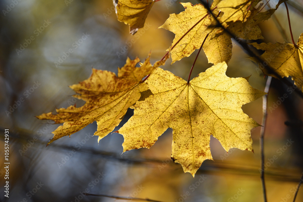maple foliage. Close up of bright yellow maple leaves on fall tree branches with blurred natural background in autumn park or the forest. selective focus. sunny autumn day. seasonal leaf fall maple foliage. Close up of bright yellow maple leaves on fall tree branches with blurred natural background in autumn park or the forest. selective focus. sunny autumn day. seasonal leaf fall